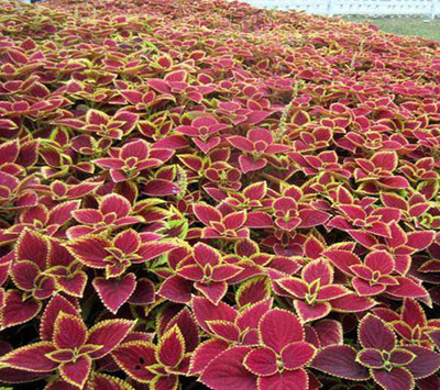 成都花卉租赁服务 彩叶草的租借与专业代管理