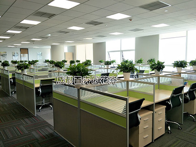 花卉绿植租摆案例解析 提升空间美感的商业与家庭解决方案