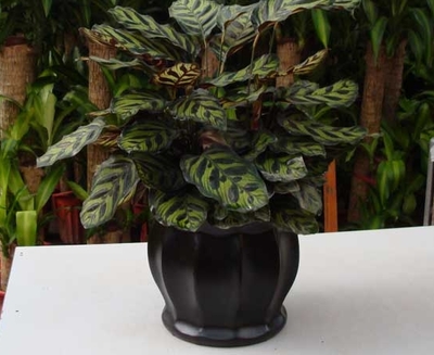 成都植物租赁 孔雀竹芋花卉绿植租借与代管理服务指南