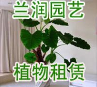 杭州南方四月花卉租赁 打造专业绿植租借方案