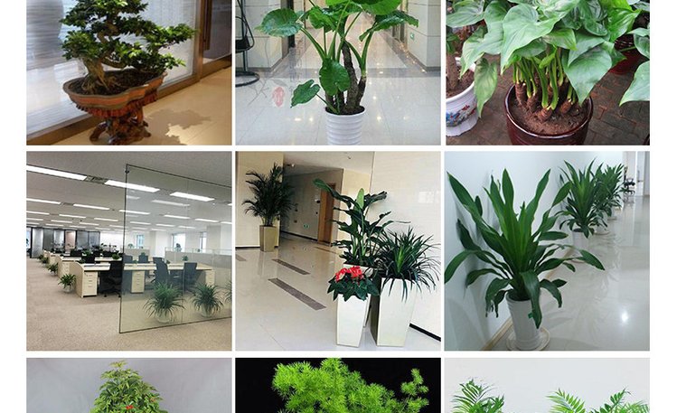 办公室花卉出租与盆栽绿植租赁 提升室内外环境的绿色解决方案