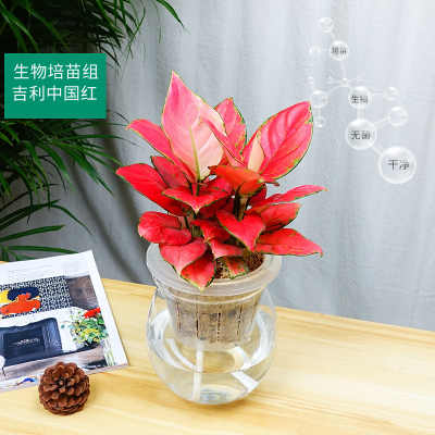 武汉绿植租赁服务 专业园艺解决方案助力企业环境美化