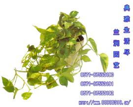 杭州办公室盆景租摆与绿植花卉出租服务——打造舒适办公环境