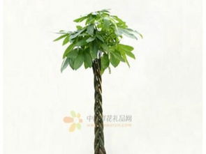 重庆专业写字楼办公室绿植出租服务 为您的办公空间增添生机与活力