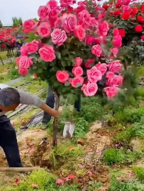 基地现挖精品玫瑰老桩 绿植租借新选择