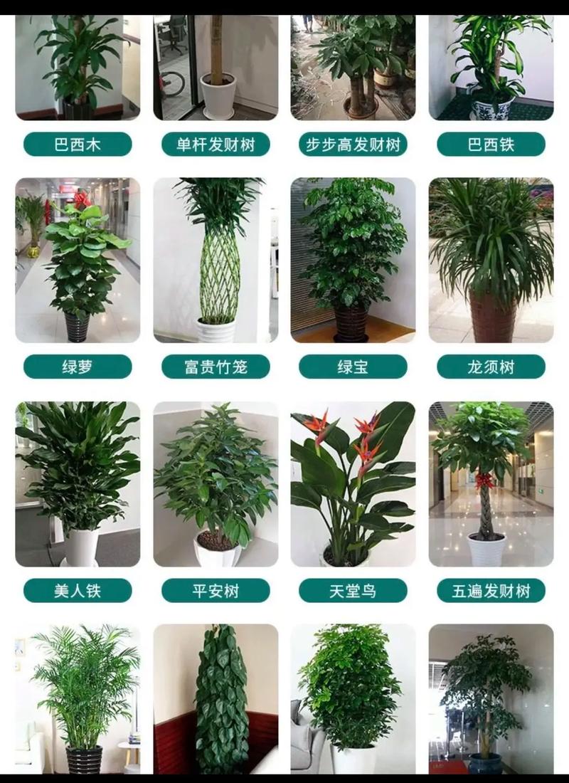 北京绿植花卉租赁与植物盆栽租摆 打造活力空间的绿色解决方案