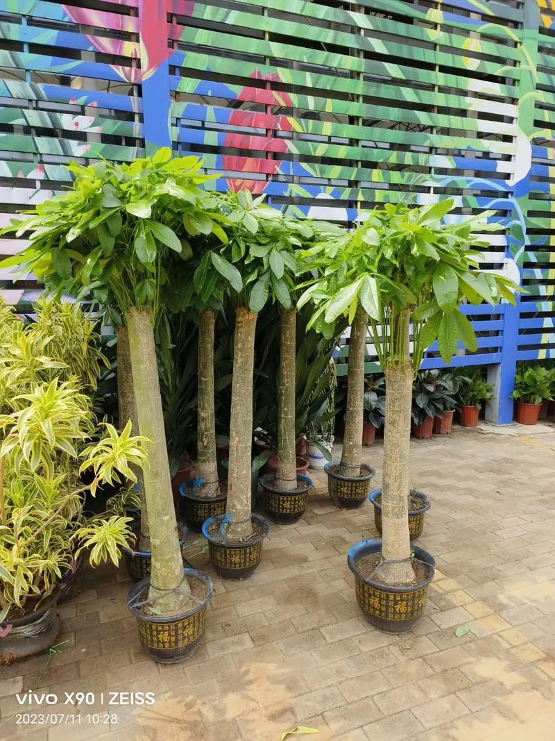 北京绿苑绿植花卉公司 专业花卉绿植租借，为您的空间注入盎然生机