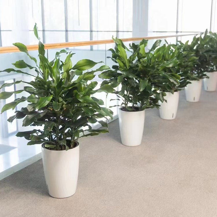 办公室租摆花卉绿植 打造绿色生态的办公与酒店空间