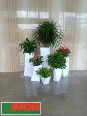 中山花卉绿植租摆 打造宜居生态空间，尽享绿色之美