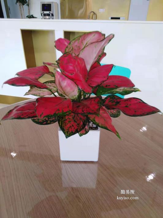 广州酷易搜 花卉绿植租借，为生活与办公注入自然活力