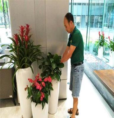 室内绿植花卉租赁 为深圳办公室注入自然活力，租绿植就找惜花花卉