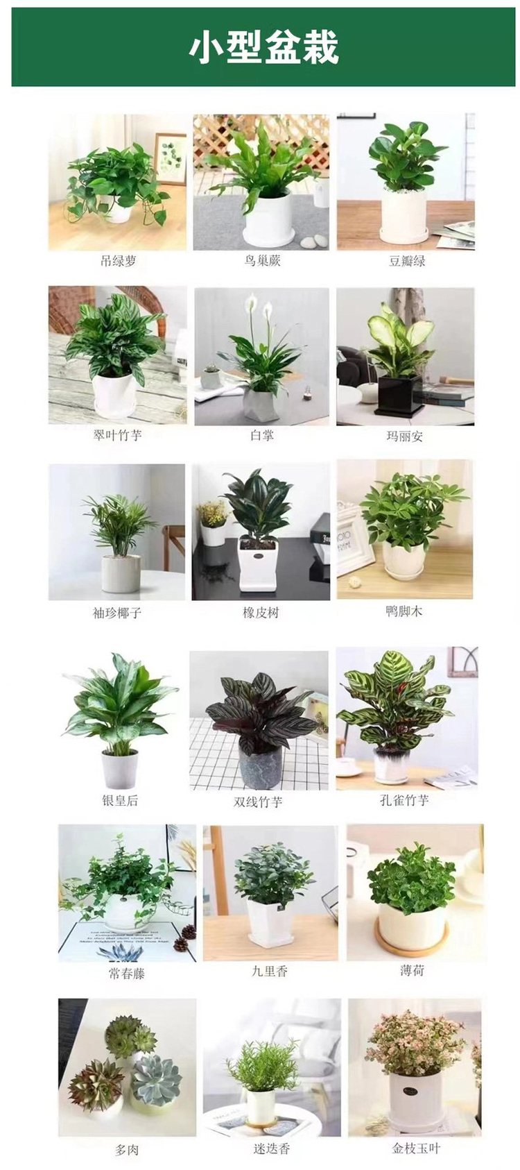 办公室植物租摆与商场绿植租赁 绿林园艺一站式解决方案