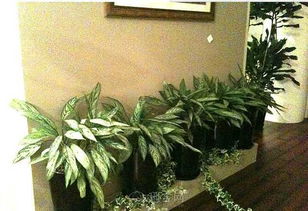 南昌办公空间焕新方案 绿植租赁与办公设备一站式服务