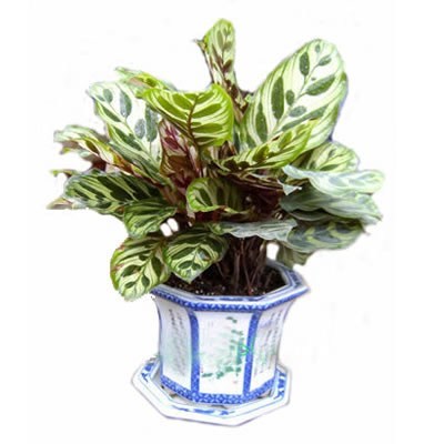 专业绿植租摆服务引领者 杭州绿航园艺，打造钱江新城绿色办公与生活空间