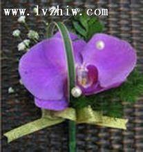 【北京花卉出租市场在哪里】价格,厂家,花卉种子种苗