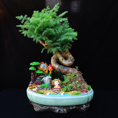 武汉花卉绿植市场概览 从公司苗木到写字楼租摆的全面解析