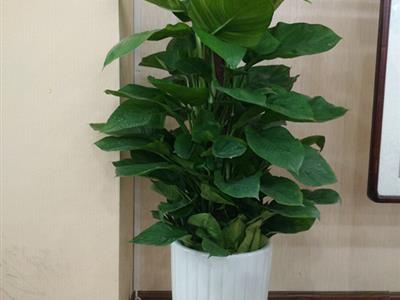 天津花卉绿植租赁与销售服务新选择——谷鑫亚泰花卉