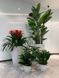 绿意盎然的事业 一站式花卉租赁与园林绿化服务指南