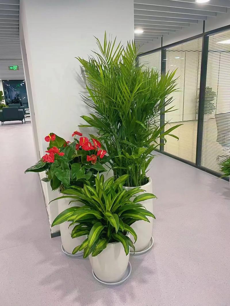 办公室绿植租赁 花卉租摆提升企业环境与形象