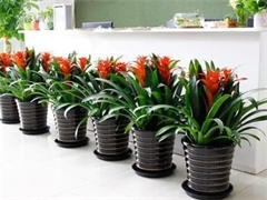 太原花卉绿植批发与租借服务 点亮城市绿意，便捷生活空间