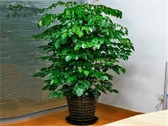 珠海绿植出租与花卉绿植租借 让绿色常伴，为企业与生活增彩添色