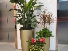 北京花卉绿植租借服务 为城市生活增添一抹自然绿意