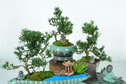 武汉绿植出租室内绿植养护,武汉园林养护别墅绿化阳台